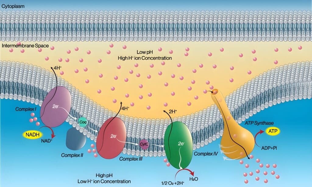 Chemistry of Energy Production in Mitochondria – Electron Transport Chain Diagram Diagram showing the electron transport chain in mitochondria with complexes I to IV, ATP synthase, and the role of NADH in ATP production