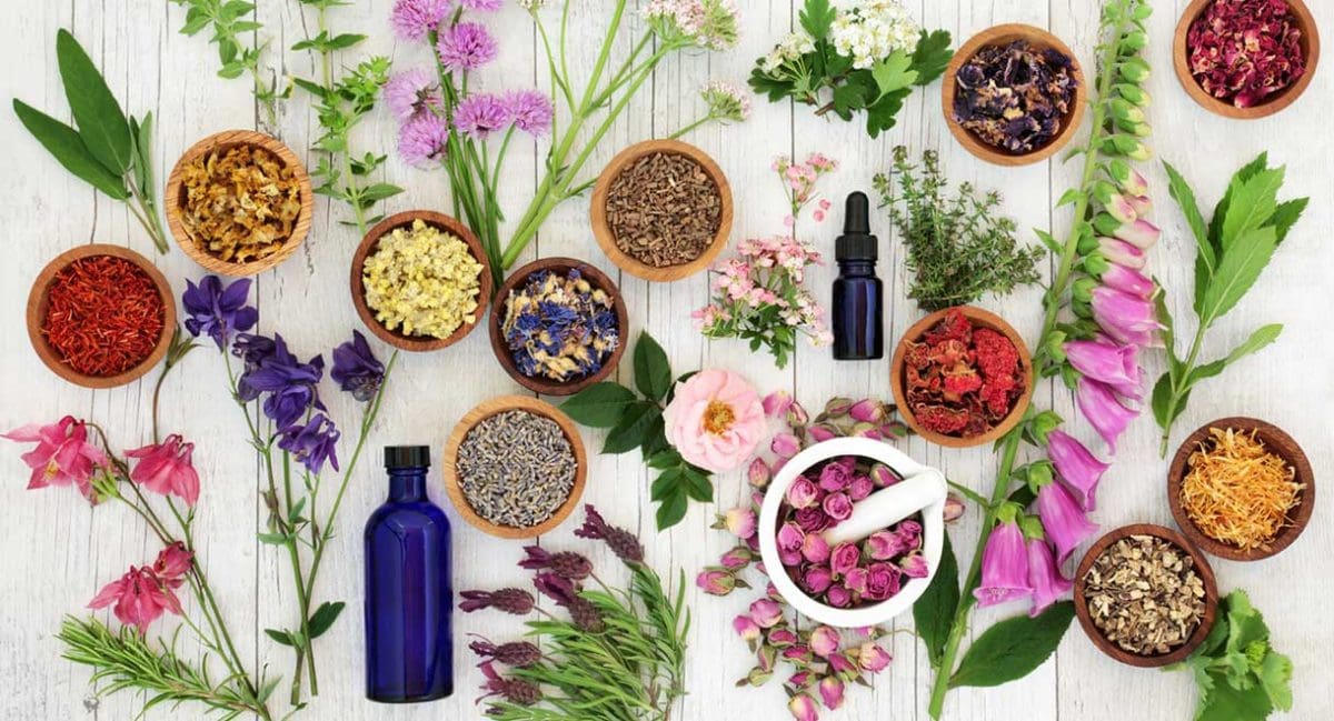 Nutritional Medicine Dr Sandra Cabot MD