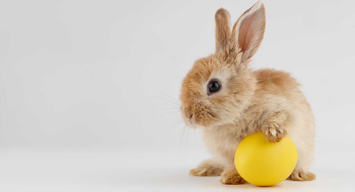 Sandra-Cabot-Rabbit