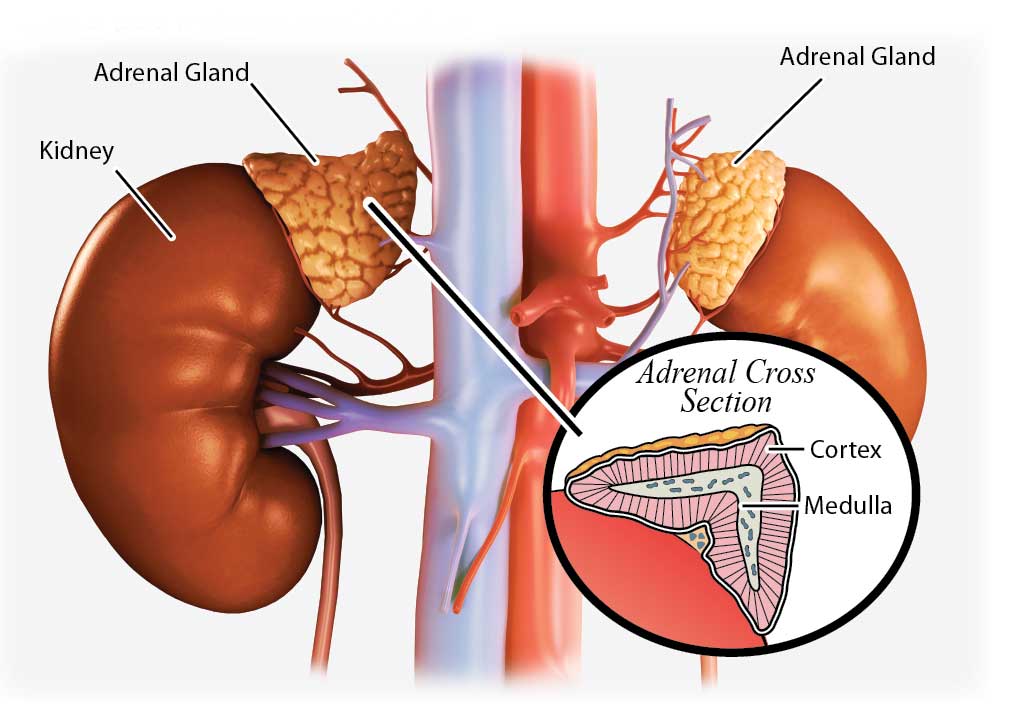 Sandra-Cabot-Adrenal-Cortex