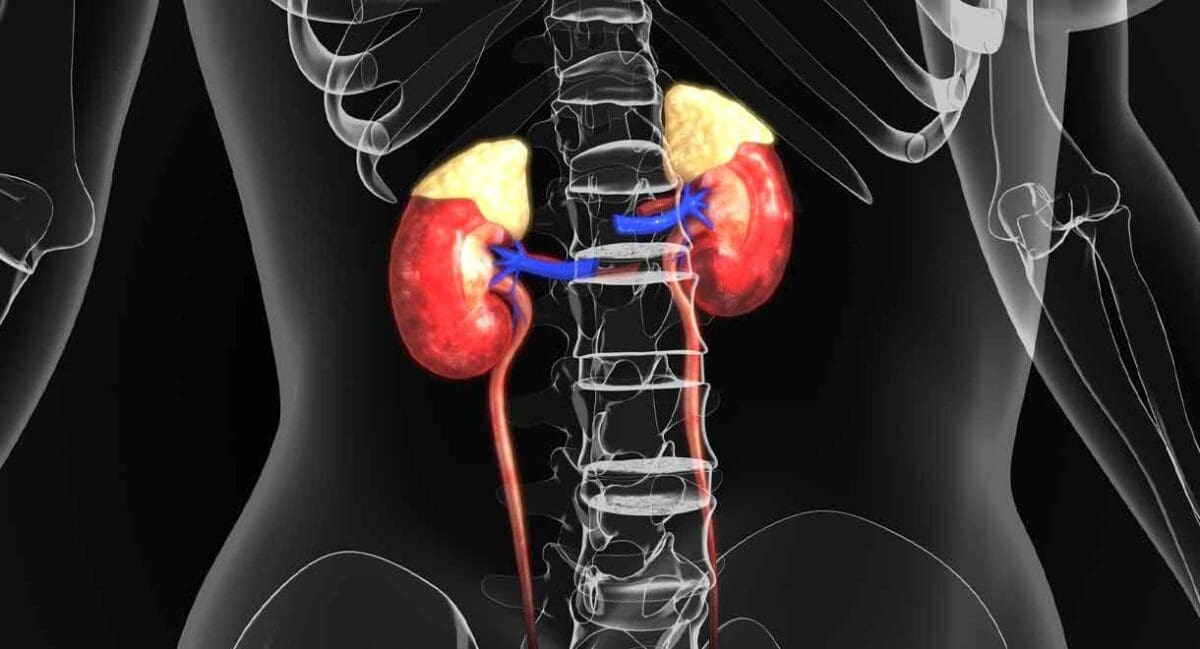 overactive adrenals symptoms